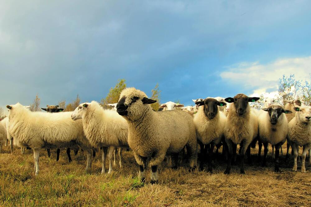 Different Types of Sheep to Keep as Pets