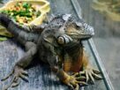 Best 16 Iguana Feeding Products You Can Buy Online Today