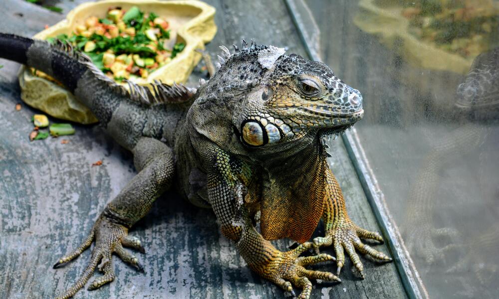 Best 16 Iguana Feeding Products You Can Buy Online Today