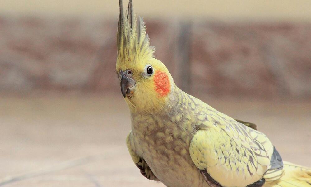 Best Food for Cockatiels What to Feed Them: Keep Them Healthy