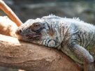 Top 20 Iguana Housing Products for a Comfortable Habitat