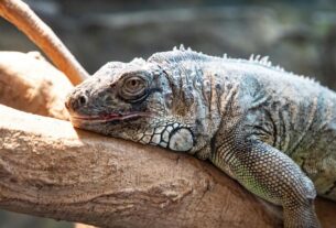 Top 20 Iguana Housing Products for a Comfortable Habitat