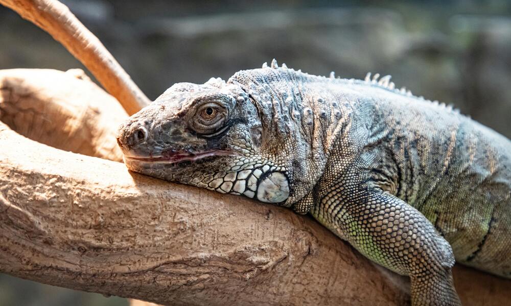 Top 20 Iguana Housing Products for a Comfortable Habitat